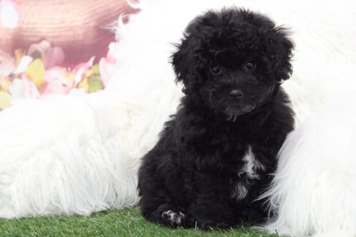 Dale - Adventurous Male Poochon Puppy