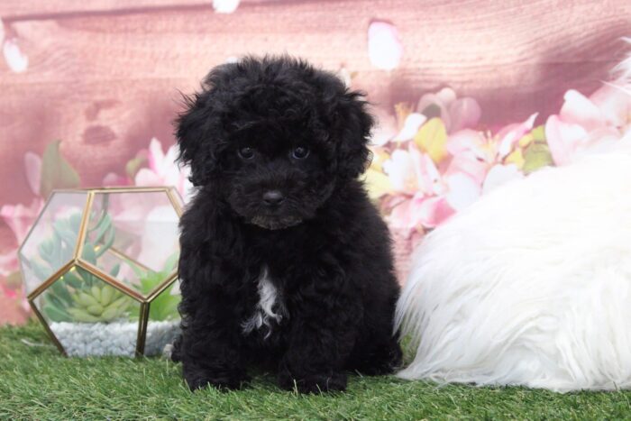 Dale - Adventurous Male Poochon Puppy - Image 7