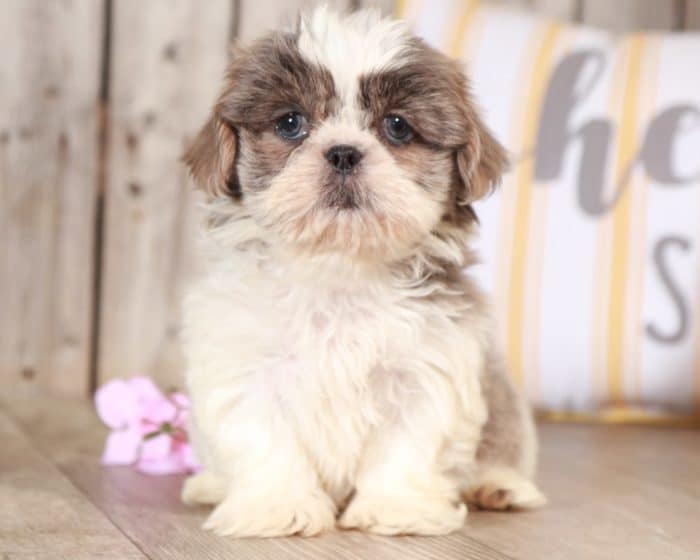 Dane - Gorgeous Blue/Lavender Imperial Shih Tzu