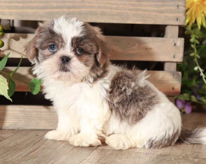 Dane - Gorgeous Blue/Lavender Imperial Shih Tzu - Image 4