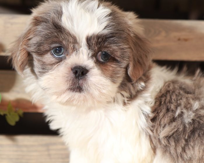 Dane - Gorgeous Blue/Lavender Imperial Shih Tzu - Image 3