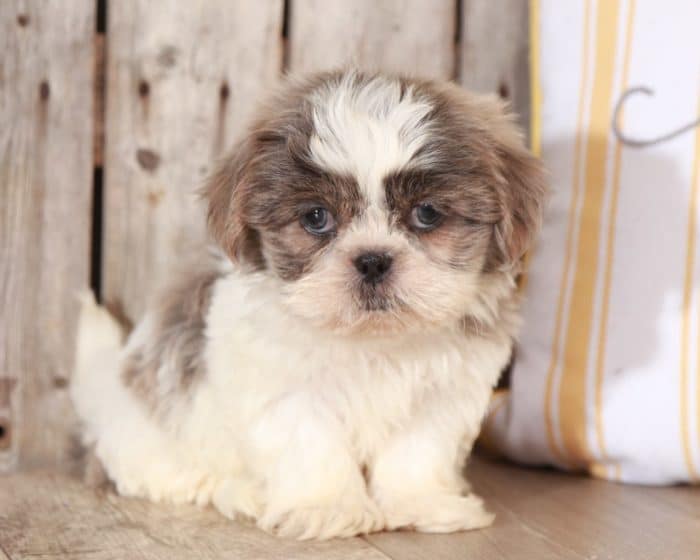 Dane - Gorgeous Blue/Lavender Imperial Shih Tzu - Image 2