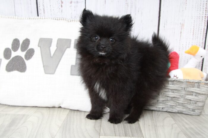 Danielle - Stunning Female Pomeranian Puppy