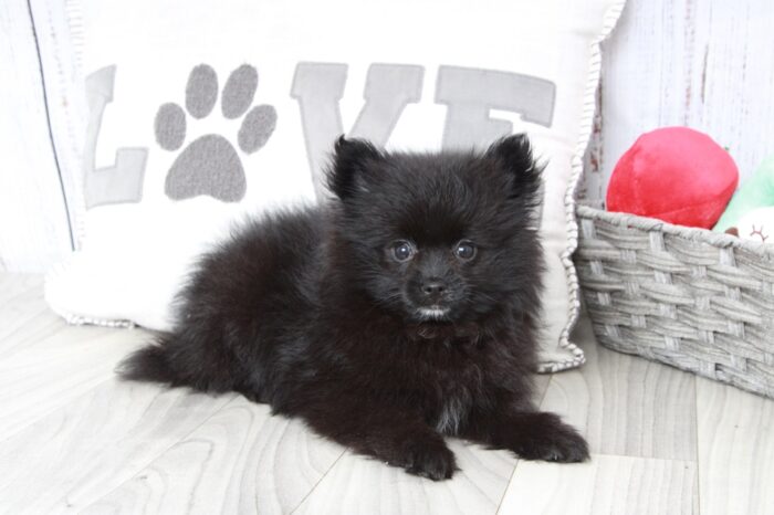 Danielle - Stunning Female Pomeranian Puppy - Image 2