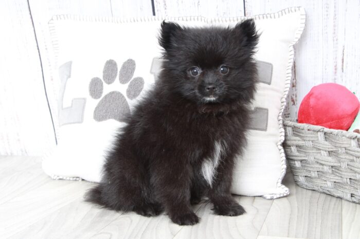 Danielle - Stunning Female Pomeranian Puppy - Image 4