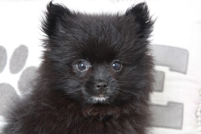 Danielle - Stunning Female Pomeranian Puppy - Image 3