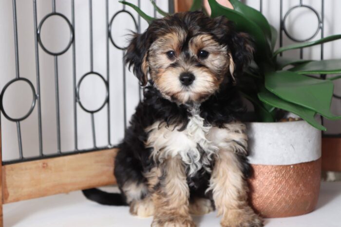Danica - Precious Little Female Yochon