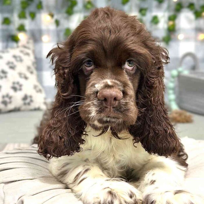 Danny - Inquisitive Male AKC Cocker Spaniel - Image 2