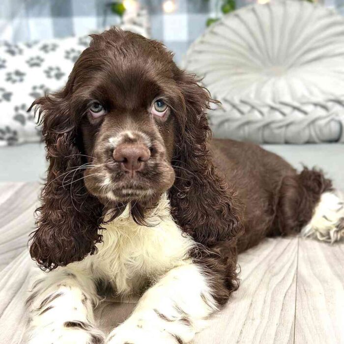 Danny - Inquisitive Male AKC Cocker Spaniel