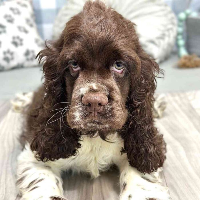 Danny - Inquisitive Male AKC Cocker Spaniel - Image 3