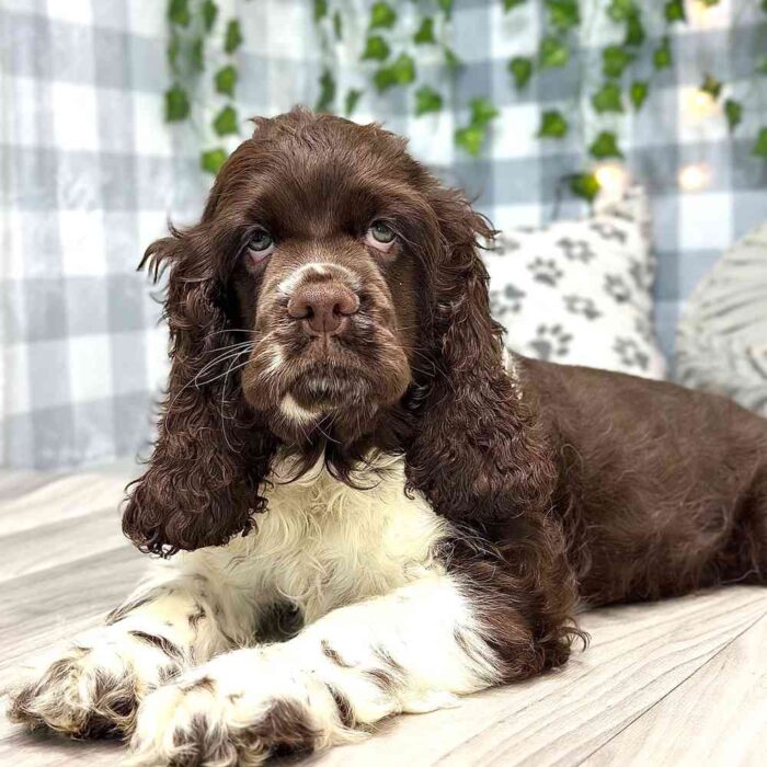 Danny - Inquisitive Male AKC Cocker Spaniel - Image 4