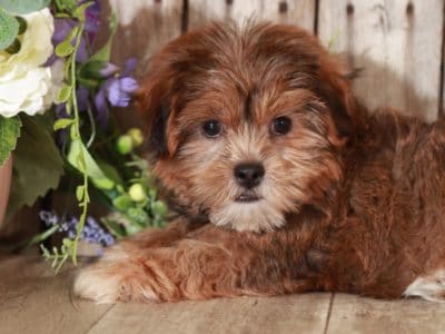 shorkie