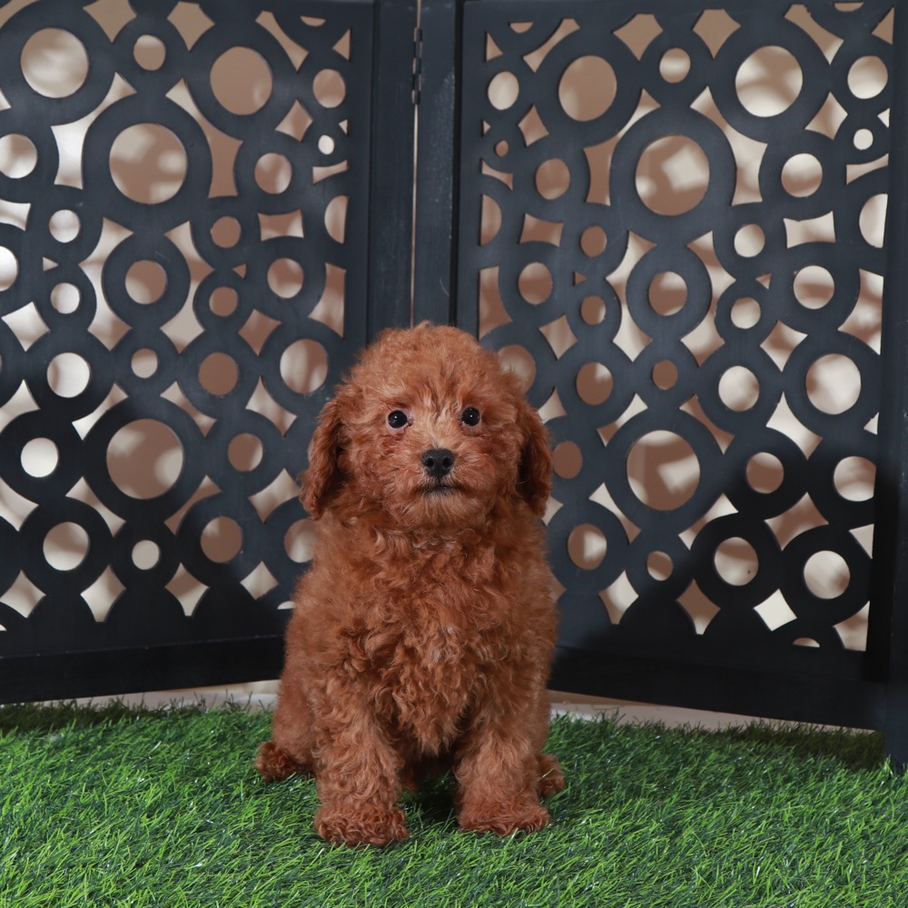 Lucky- Stunning Red Poodle Puppy