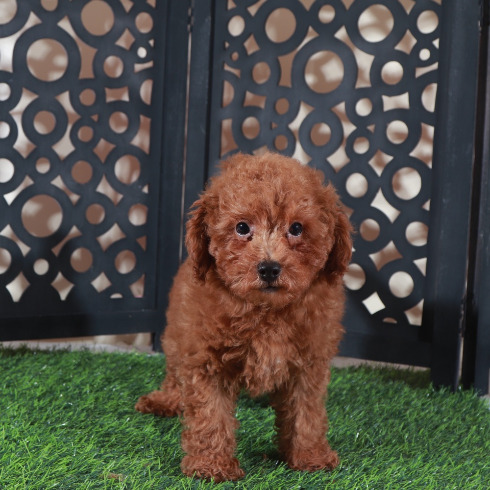 Lucky- Stunning Red Poodle Puppy - Image 3
