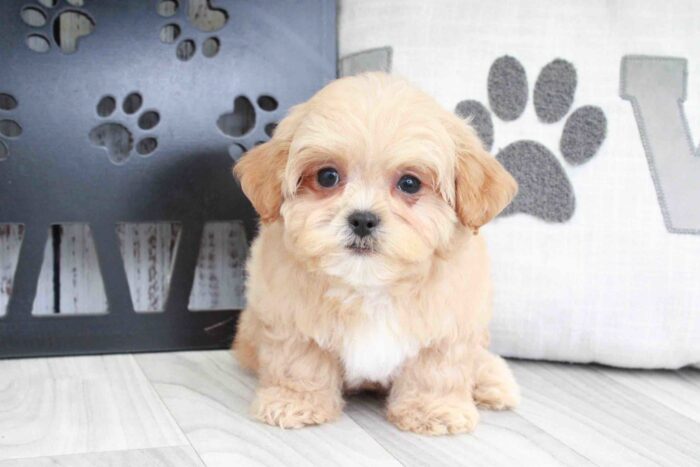 Darrell - Sweetest Apricot Male Shih-Poo Puppy