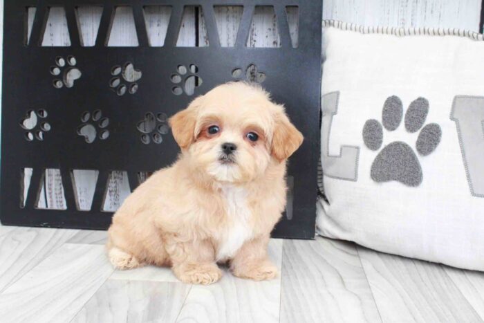 Darrell - Sweetest Apricot Male Shih-Poo Puppy - Image 2