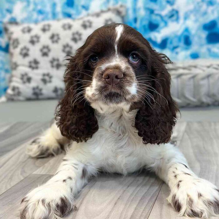 Dean - Handsome Male AKC Cocker Spaniel