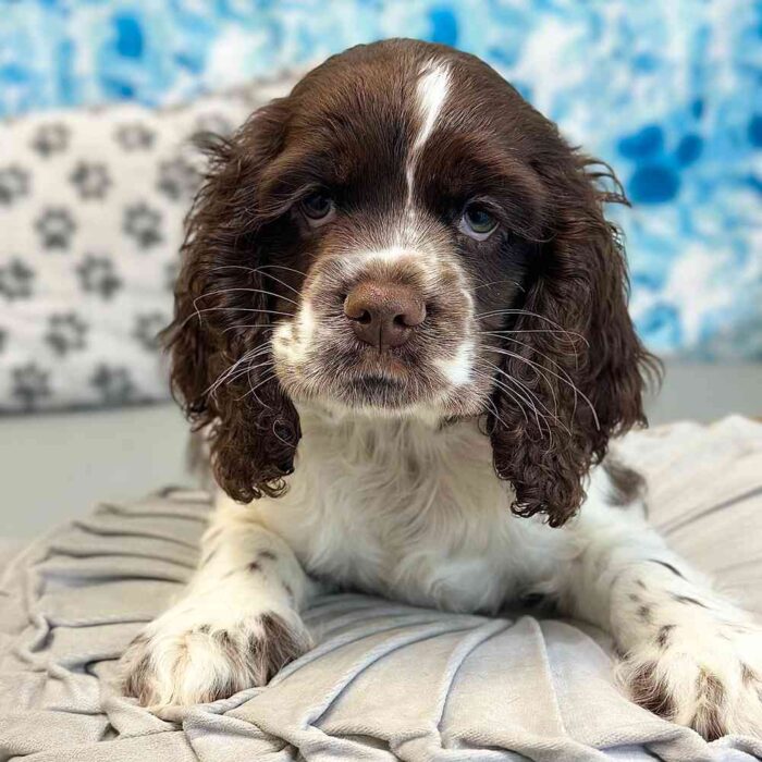 Dean - Handsome Male AKC Cocker Spaniel - Image 2