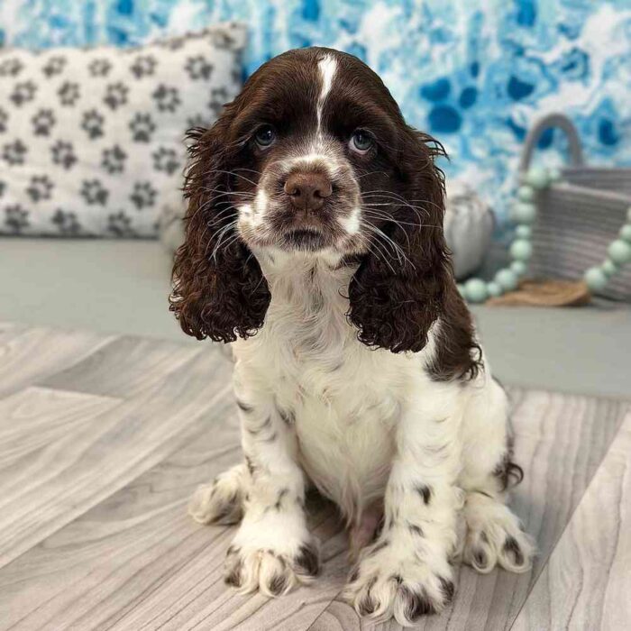 Dean - Handsome Male AKC Cocker Spaniel - Image 4
