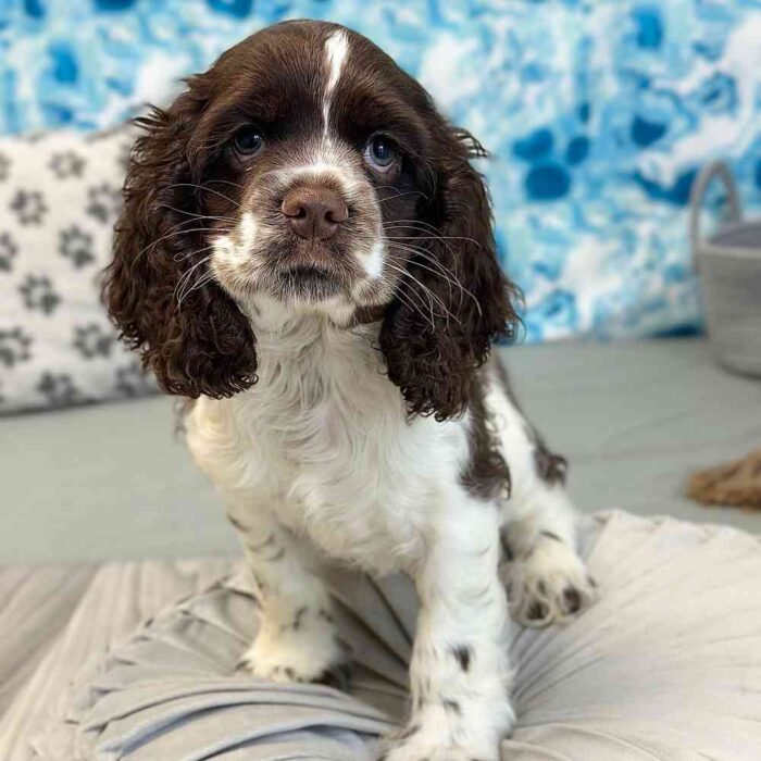 Dean - Handsome Male AKC Cocker Spaniel - Image 3