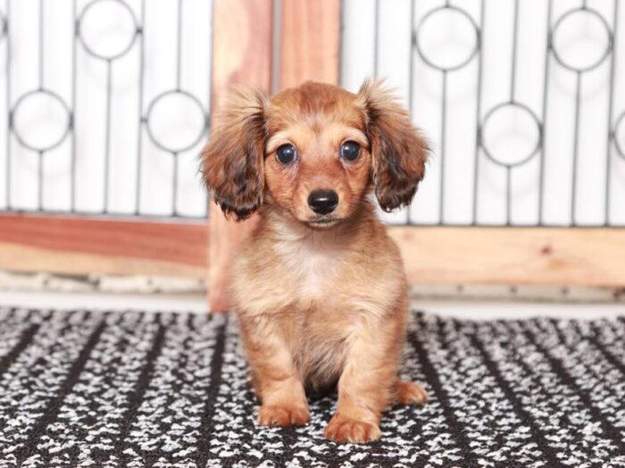 Delia- Darling ACA Red Sable Dachshund Puppy