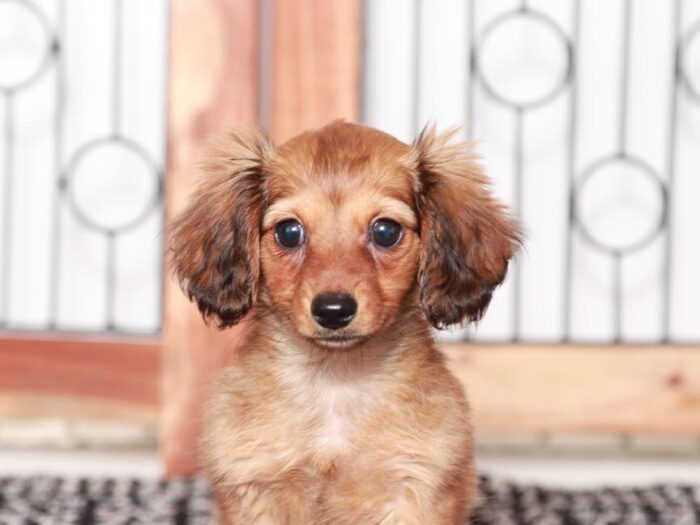 Delia- Darling ACA Red Sable Dachshund Puppy - Image 4