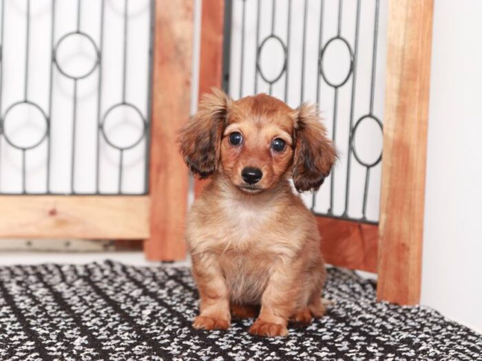 Delia- Darling ACA Red Sable Dachshund Puppy - Image 3