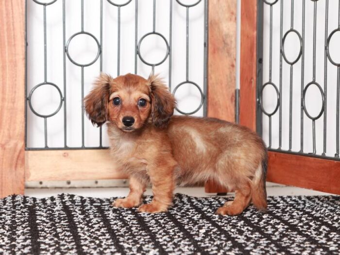 Delia- Darling ACA Red Sable Dachshund Puppy - Image 2