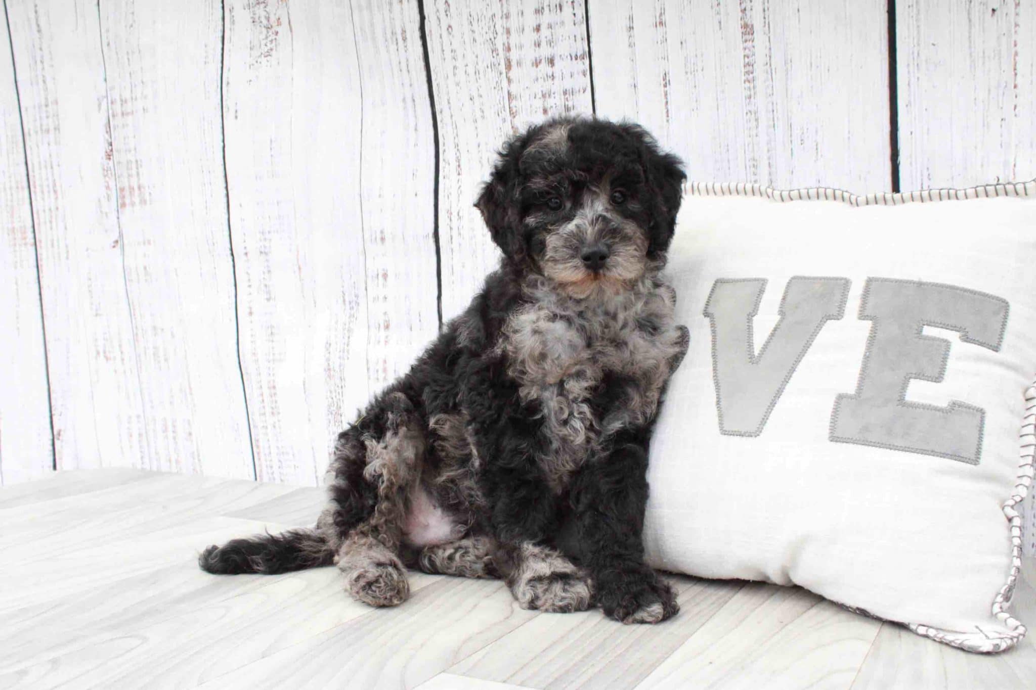 Dennis- Handsome Merle Male Mini Aussie-Poo Puppy - Image 2