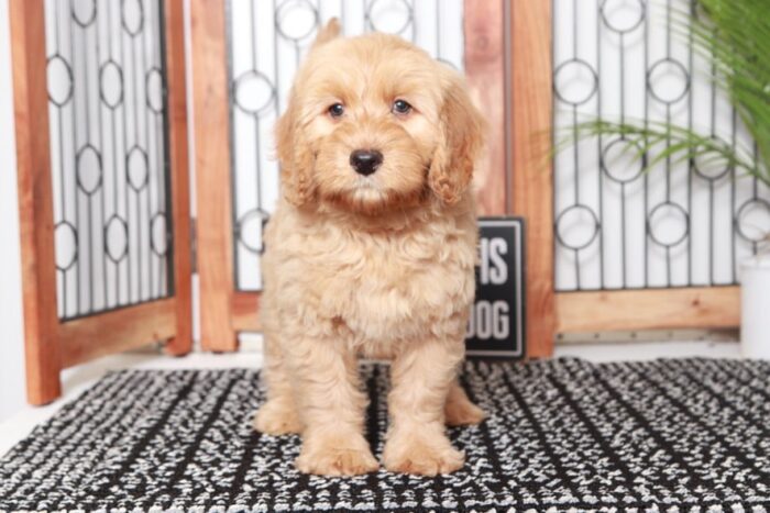 Denton - Dashing Tan Male Mini F1B Goldendoodle Puppy