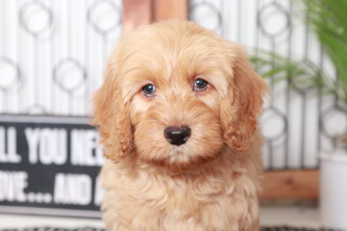 Denton - Dashing Tan Male Mini F1B Goldendoodle Puppy - Image 2