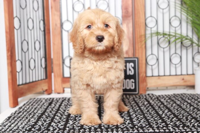 Denton - Dashing Tan Male Mini F1B Goldendoodle Puppy - Image 3