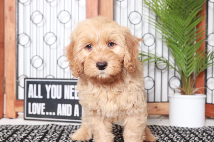 Denton - Dashing Tan Male Mini F1B Goldendoodle Puppy - Image 4
