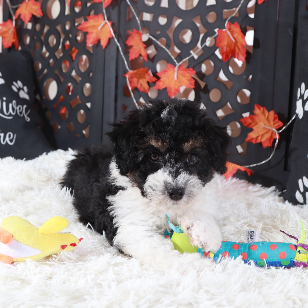 Deputy- Happy F1B Male Aussie-Poo Puppy - Image 2