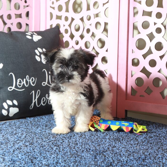 Destiny- Beautiful AKC Havanese - Image 2