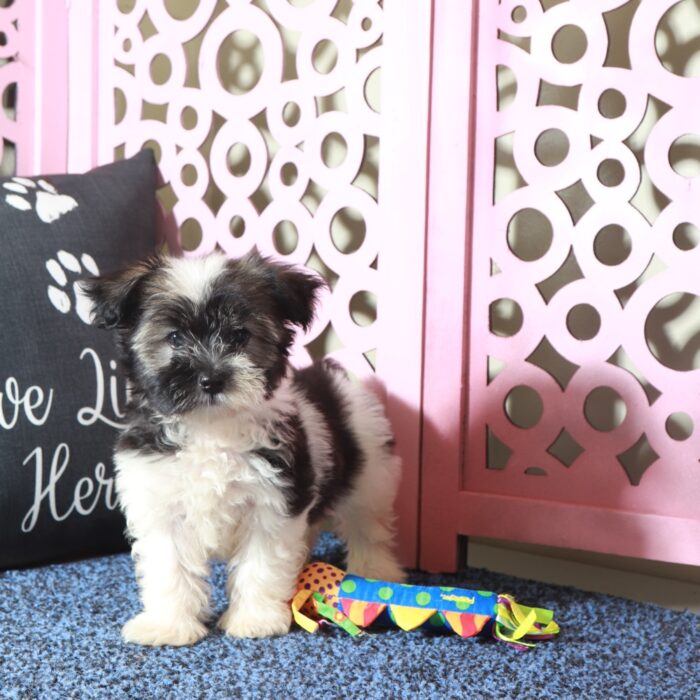 Destiny- Beautiful AKC Havanese - Image 4