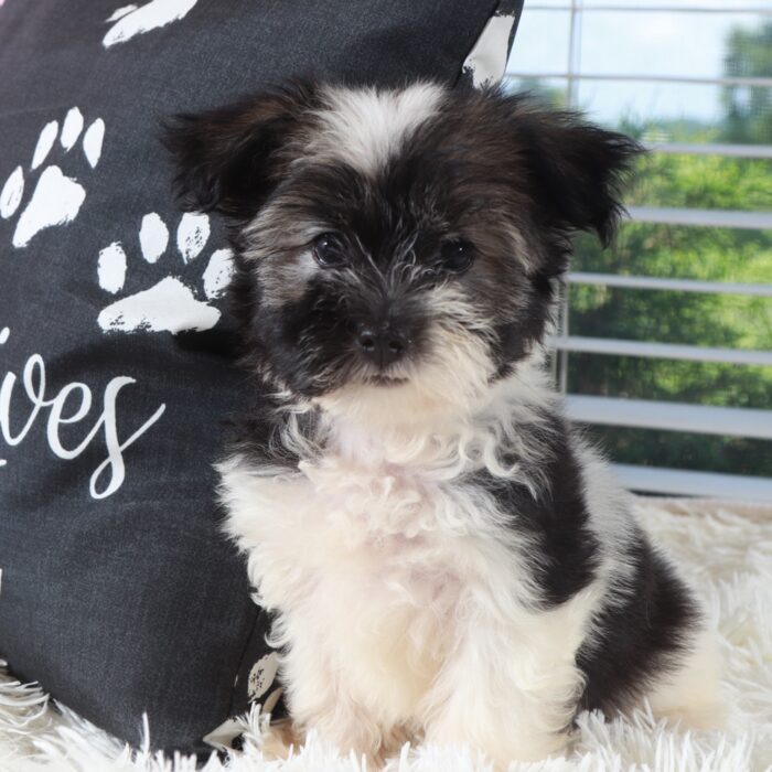 Destiny- Beautiful AKC Havanese - Image 5