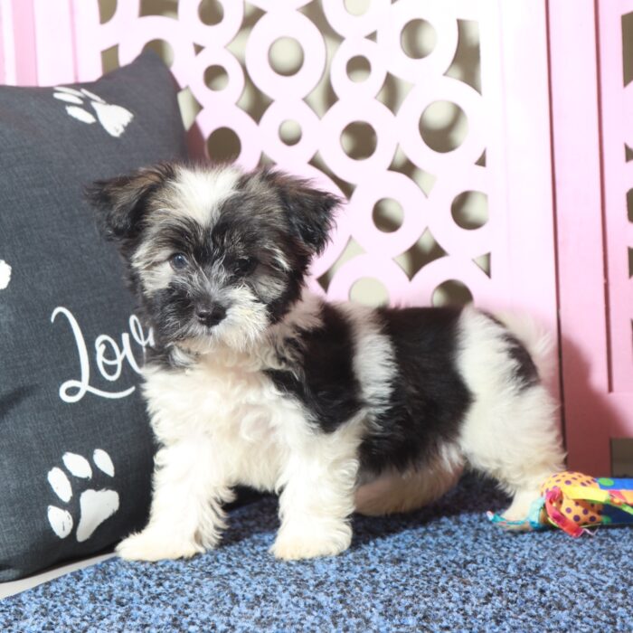 Destiny- Beautiful AKC Havanese - Image 6