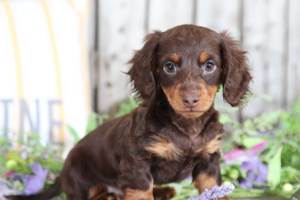 chocolate long haired miniature dachshund