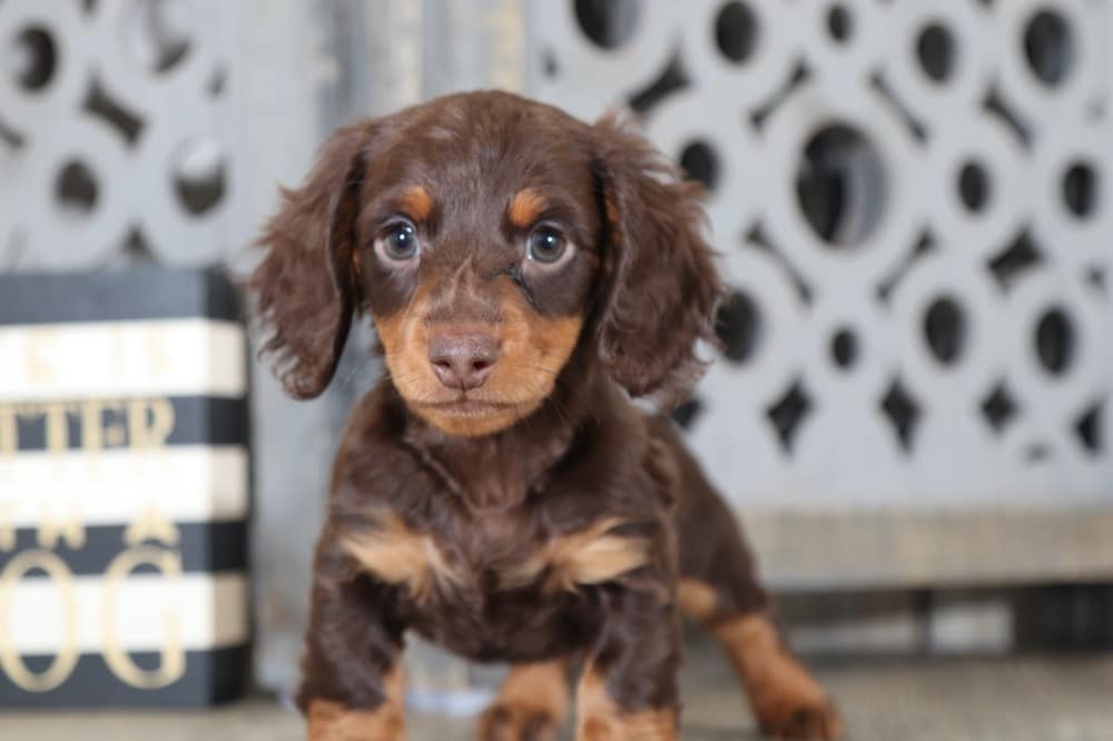 Devon Incredible, Chocolate, Longhaired, Dachshund