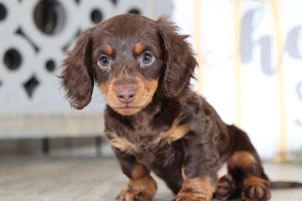 Devon Incredible, Chocolate, Longhaired, Dachshund