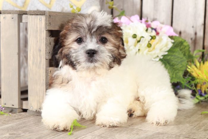 Darcy - Great Little Black and White Female Cavapoo Puppy - Image 4