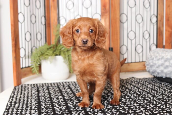 Diana- Sweet Female F1B Mini Goldendoodle - Image 3