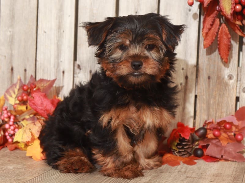 Digbe- Terrific Yorkshire Terrier