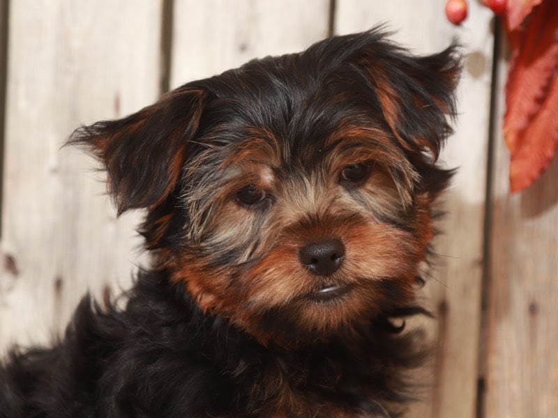 Digbe- Terrific Yorkshire Terrier - Image 2