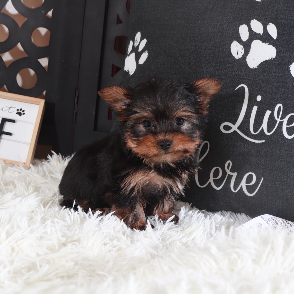 Dino- Adorable ACA Teacup Yorkie - Image 2
