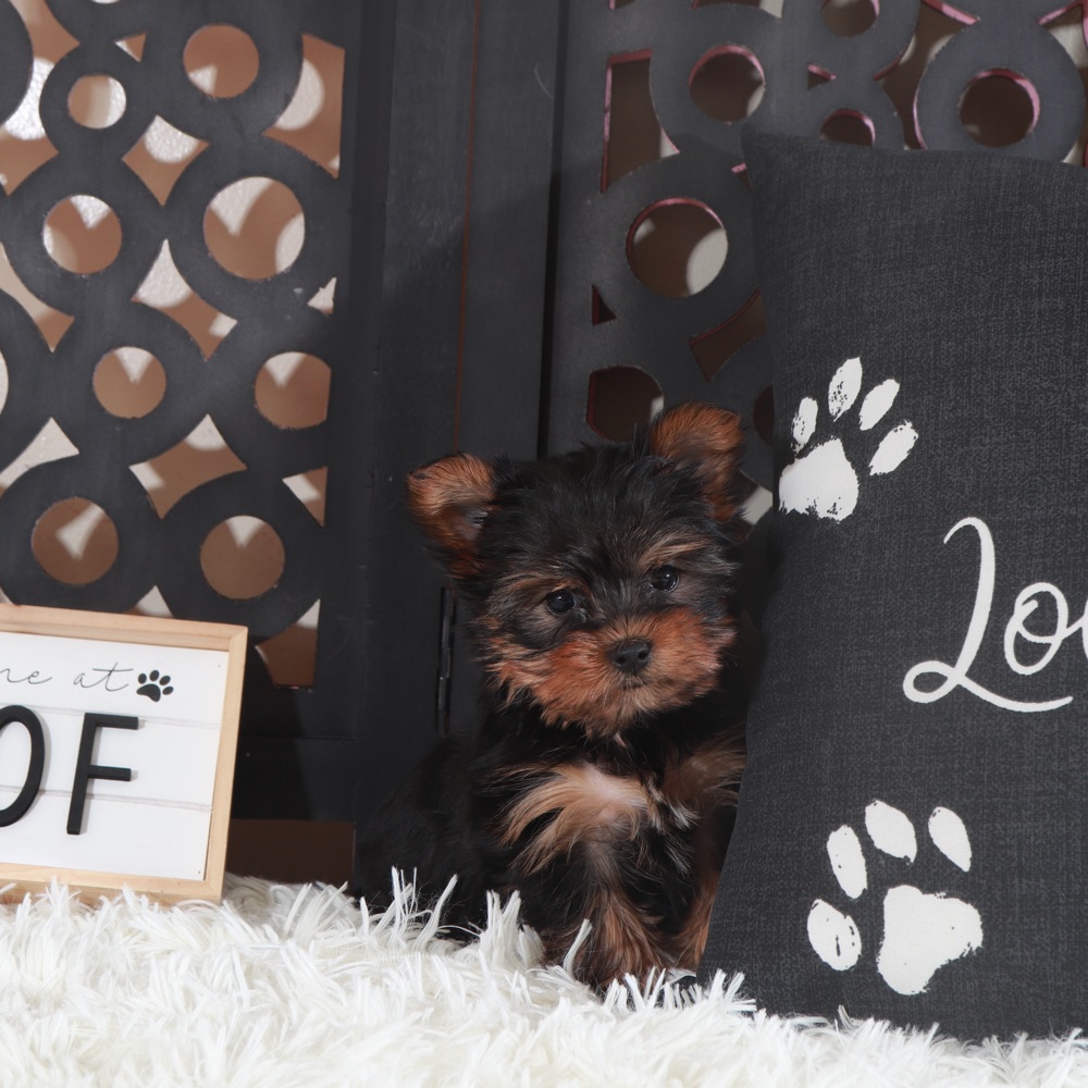 Dino- Adorable ACA Teacup Yorkie - Image 5