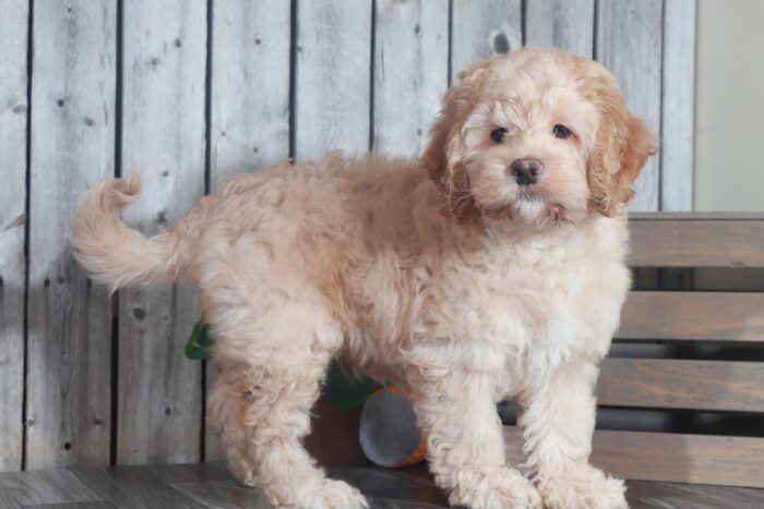 Dino-Handsome Cockapoo-Ohio