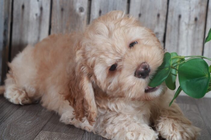 Dino-Handsome Cockapoo-Ohio - Image 2