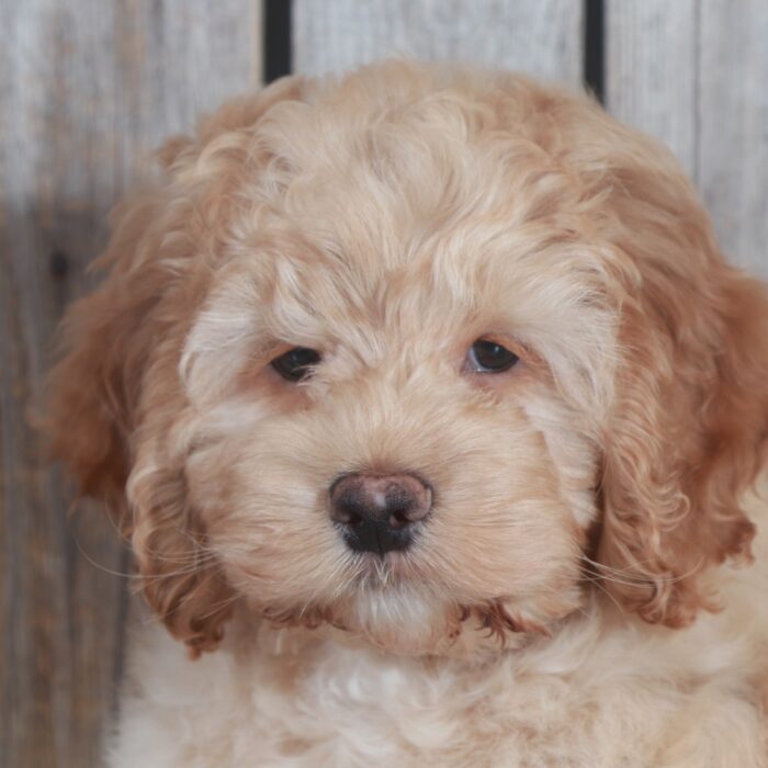 Dino-Handsome Cockapoo-Ohio - Image 3